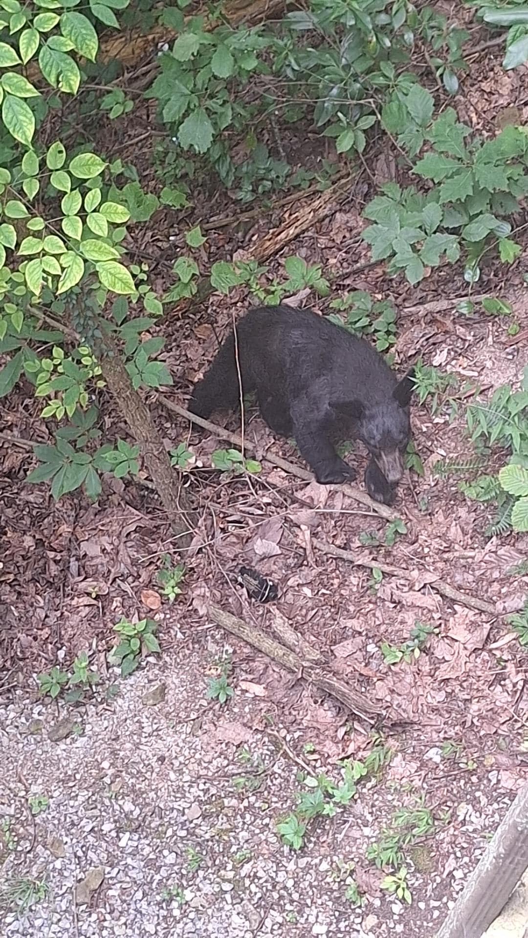 Bear #3 outside cabin "Barry"