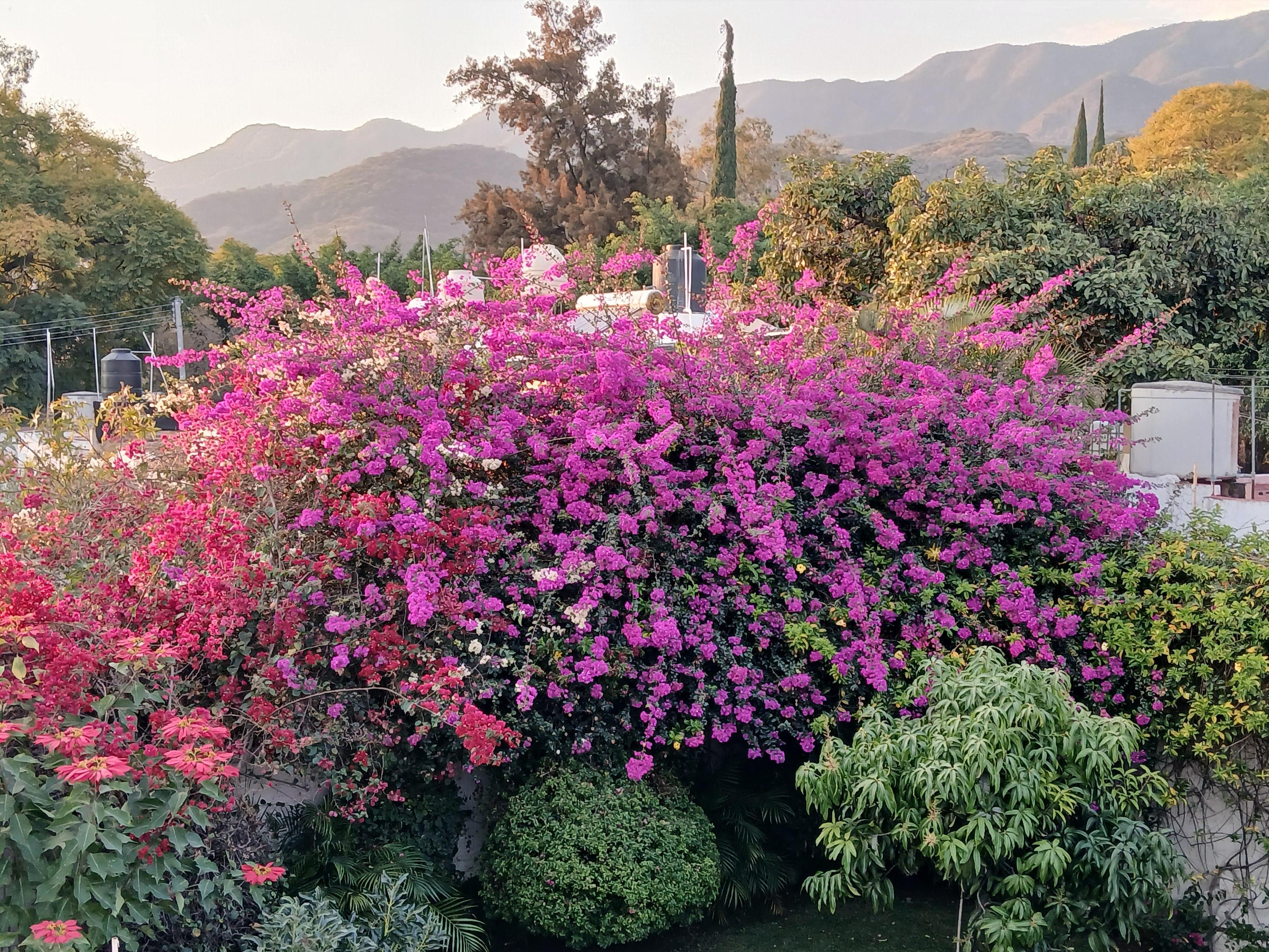 Beautiful flowers that we could see from the roof top patio,  as well as from the living room.  