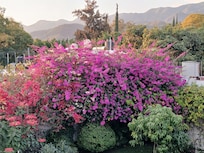 Beautiful flowers that we could see from the roof top patio, as well as from the living room.