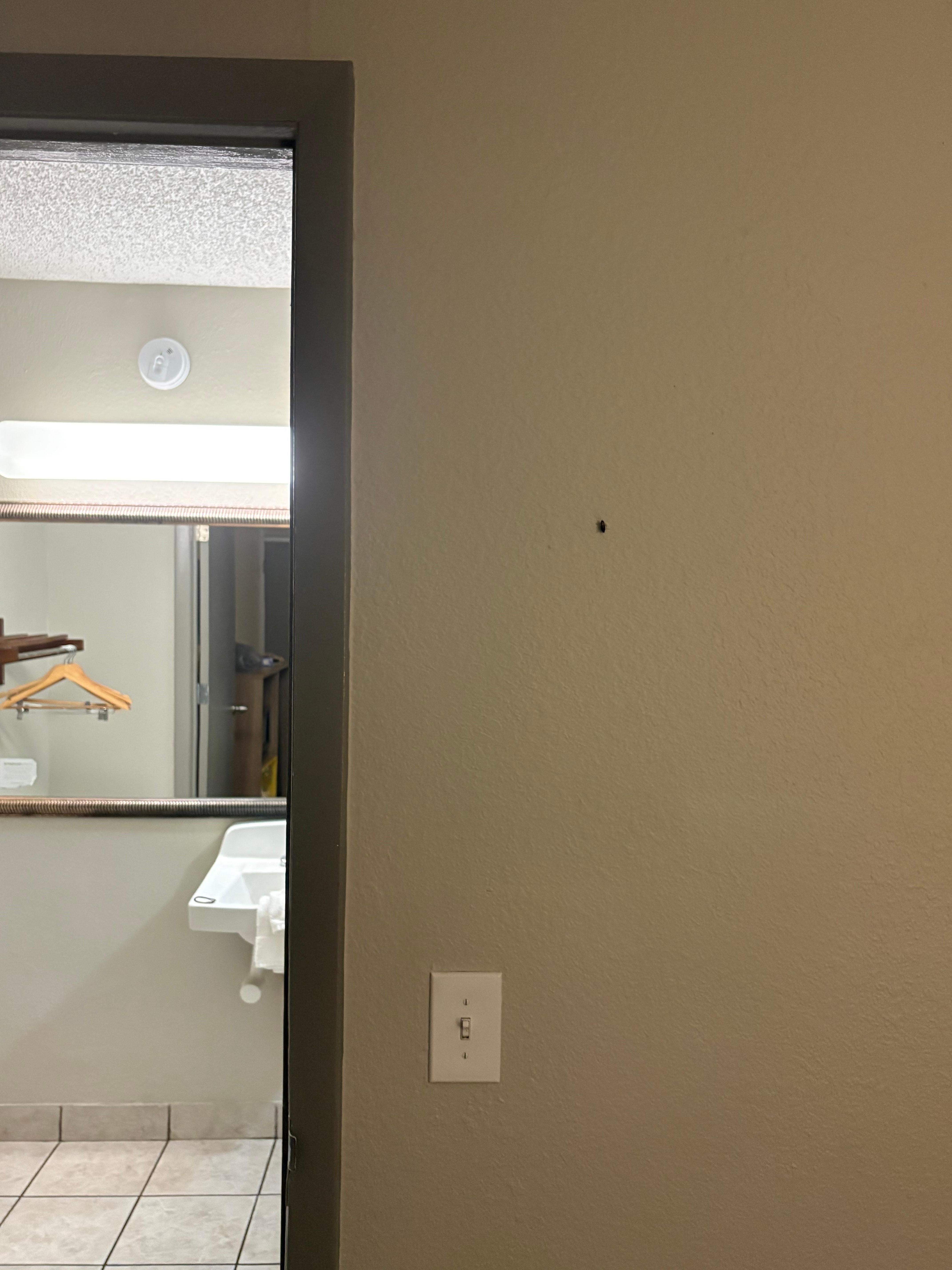 Roach on the wall outside of the bathroom