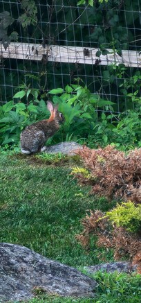 Cute bunny.