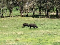Bulls in the paddock