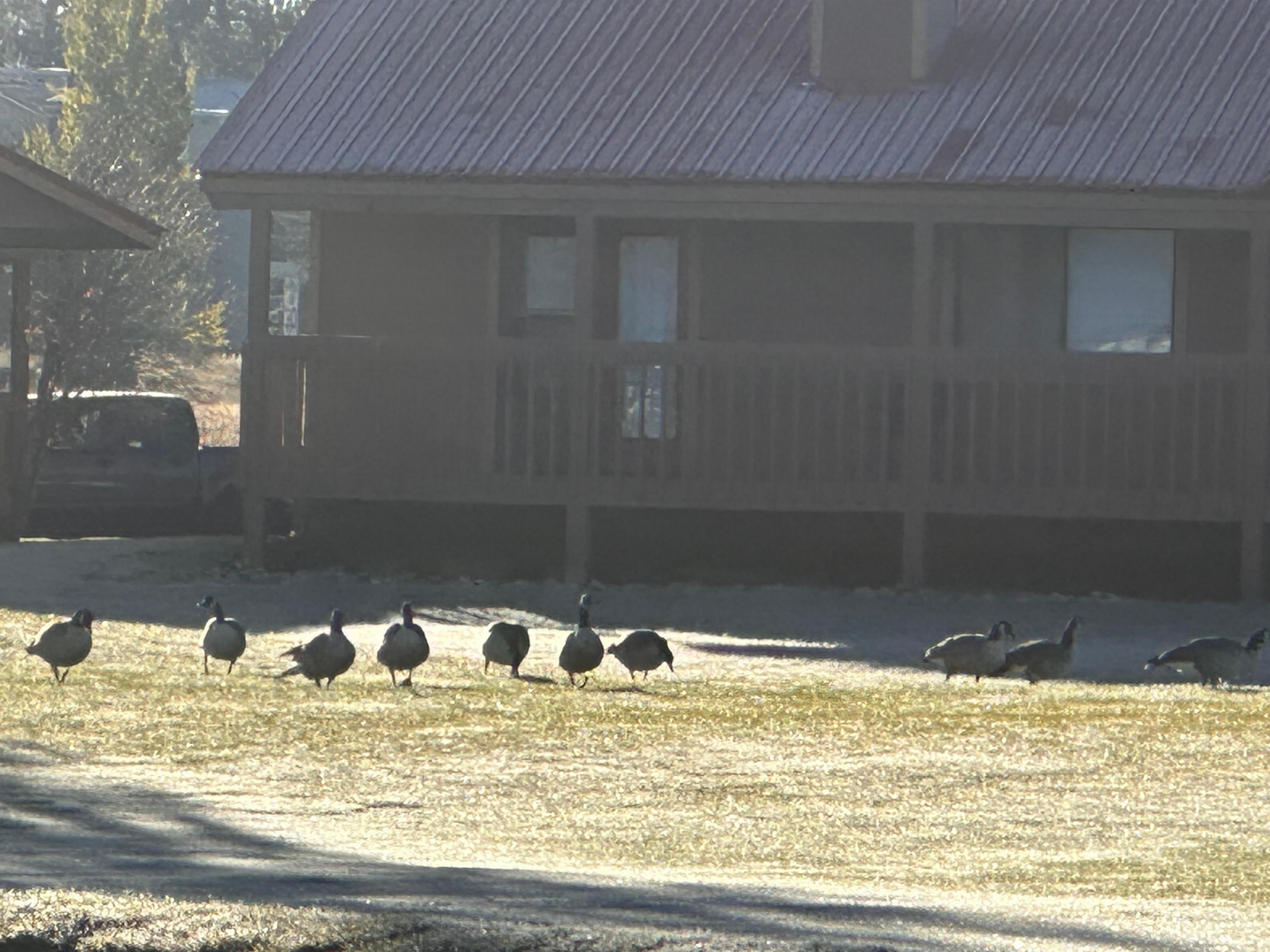 Geese outside on the golf course!