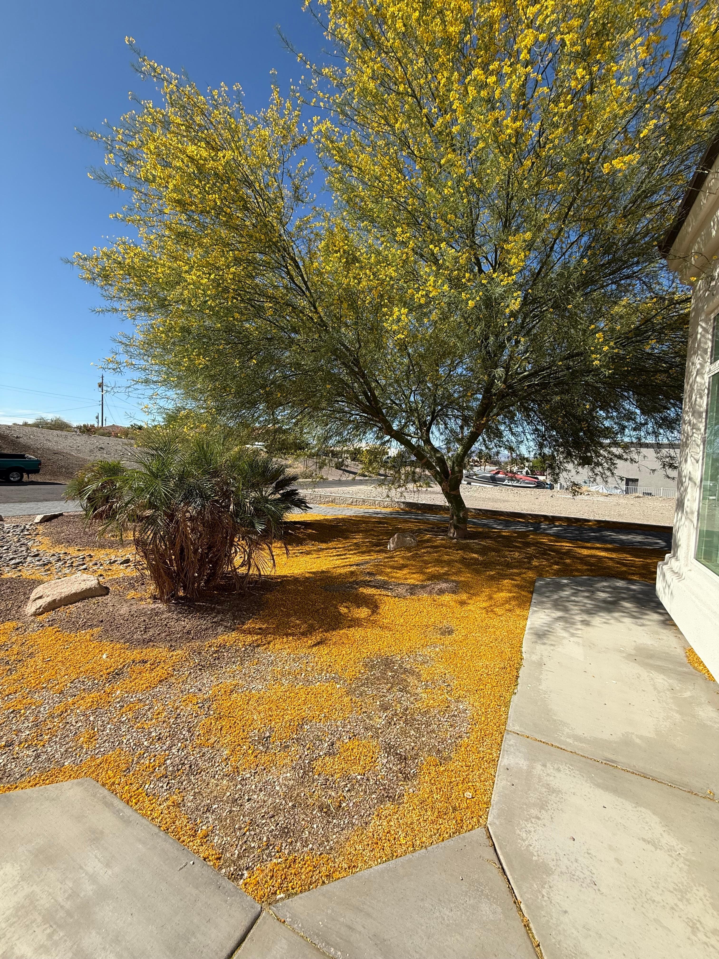 Front yard 