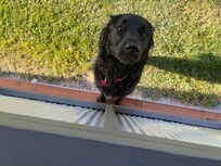 Scout gives 4 paws up!