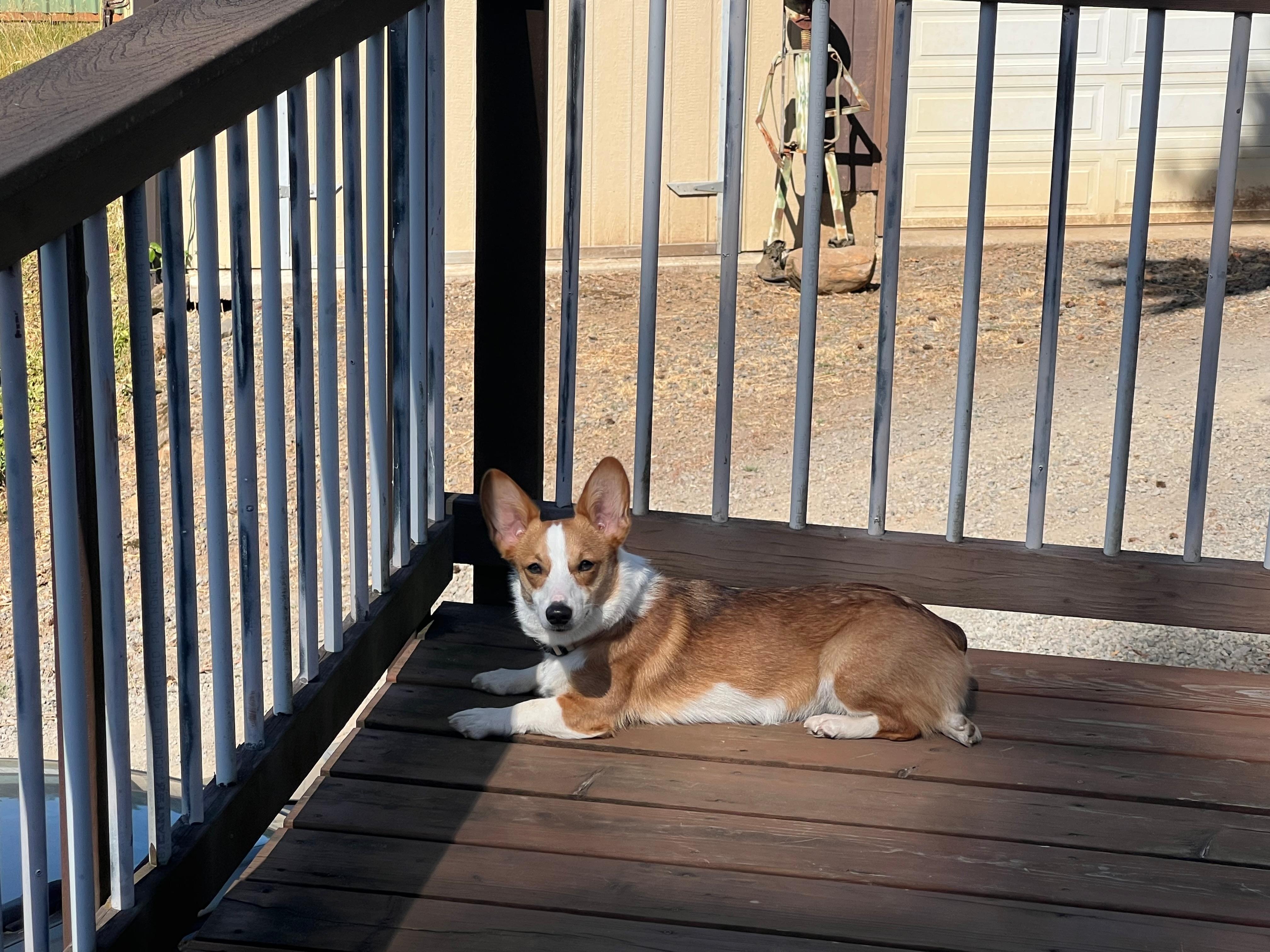 The fenced yard and great view was even appreciated by our 4 legged family member.