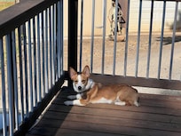 The fenced yard and great view was even appreciated by our 4 legged family member.