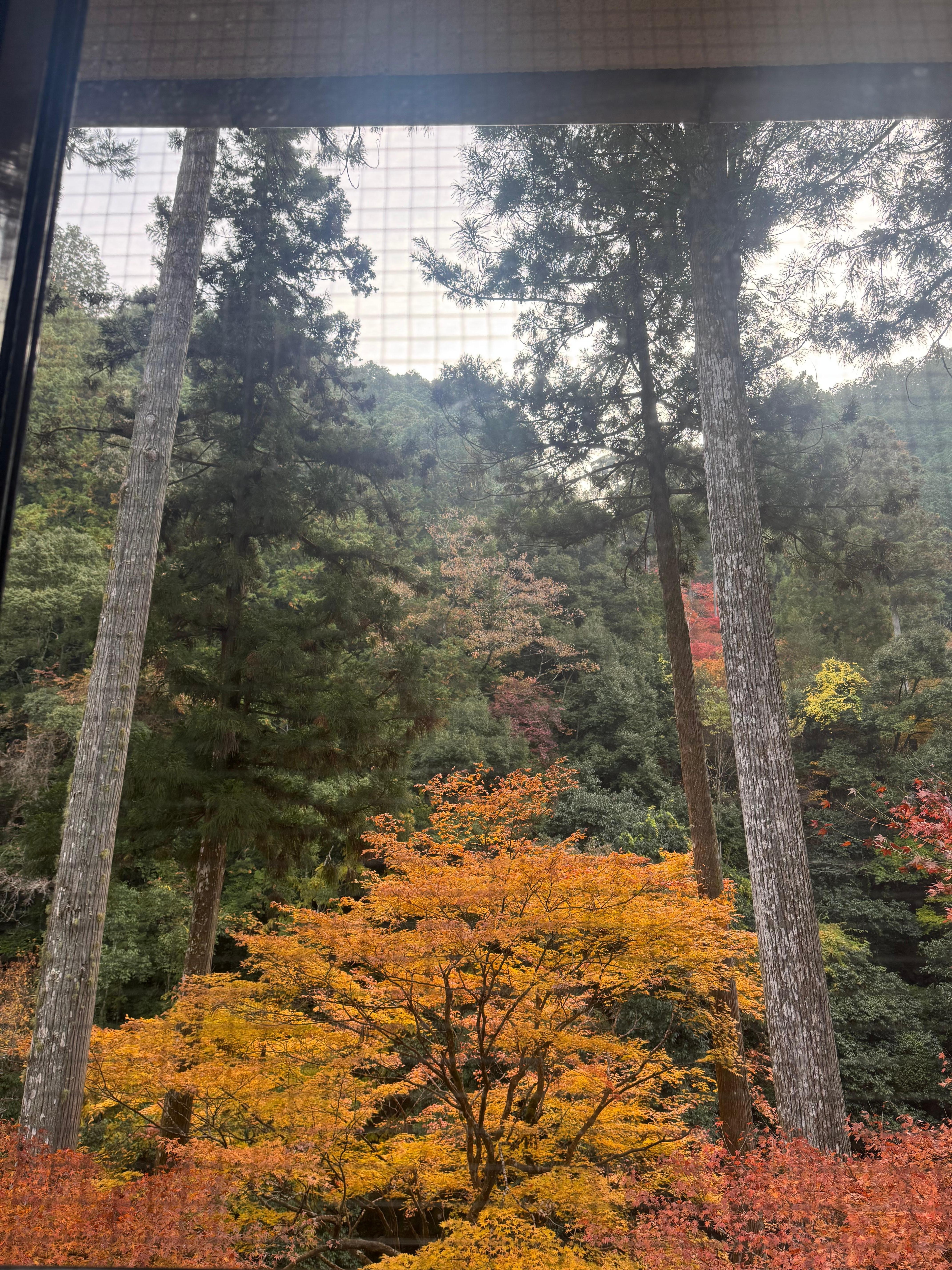 The view from our room window