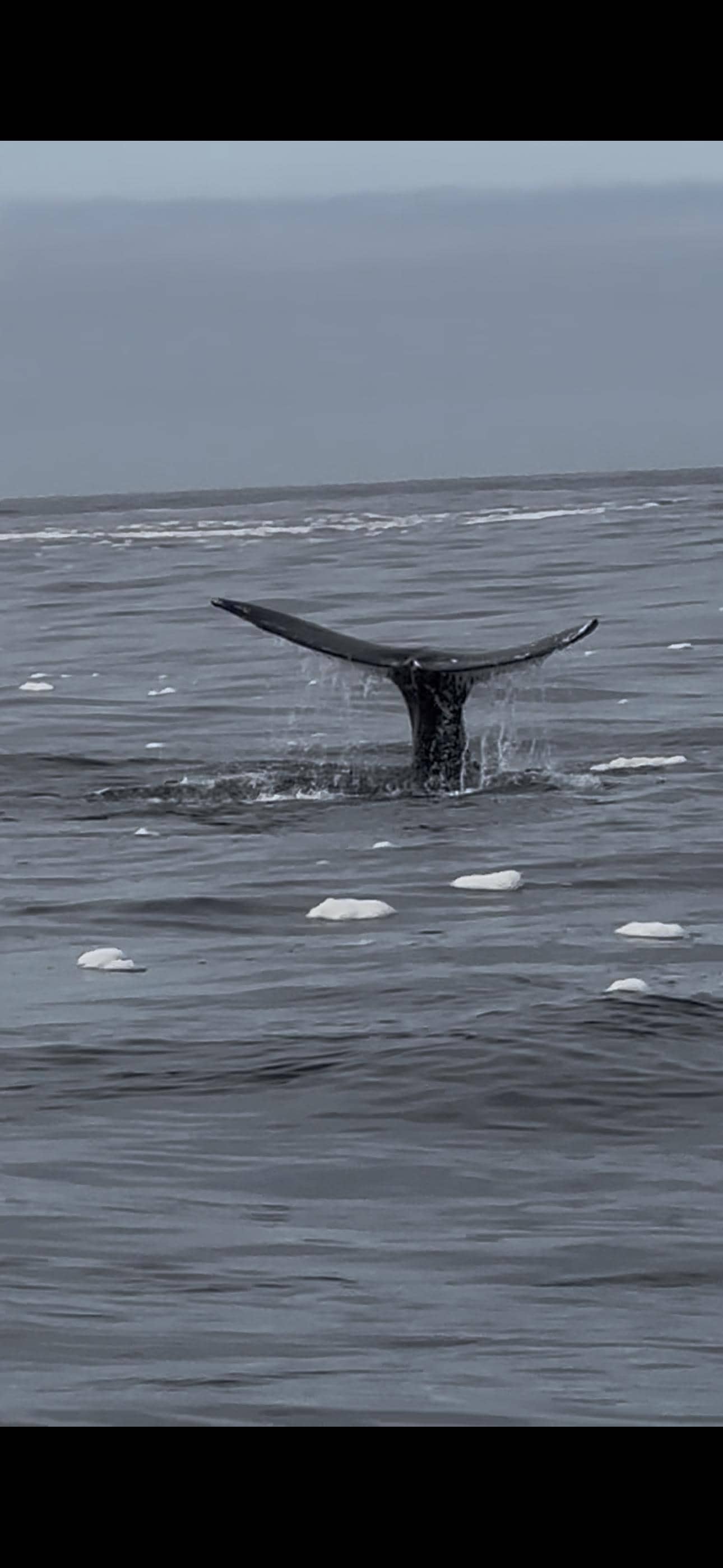 Whales were in full force!