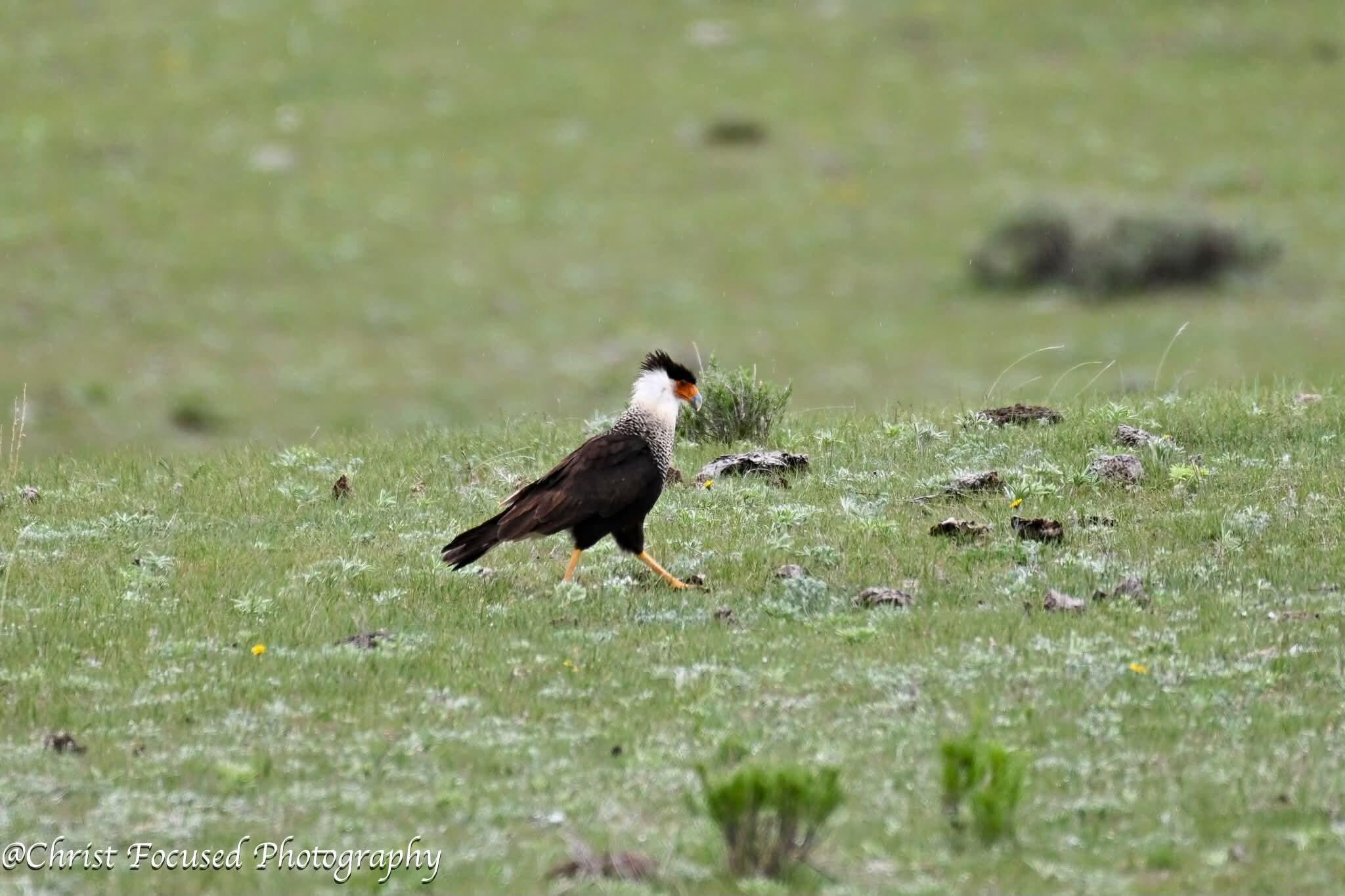 Magpie