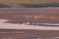 Oiseaux vus du salon du gîte