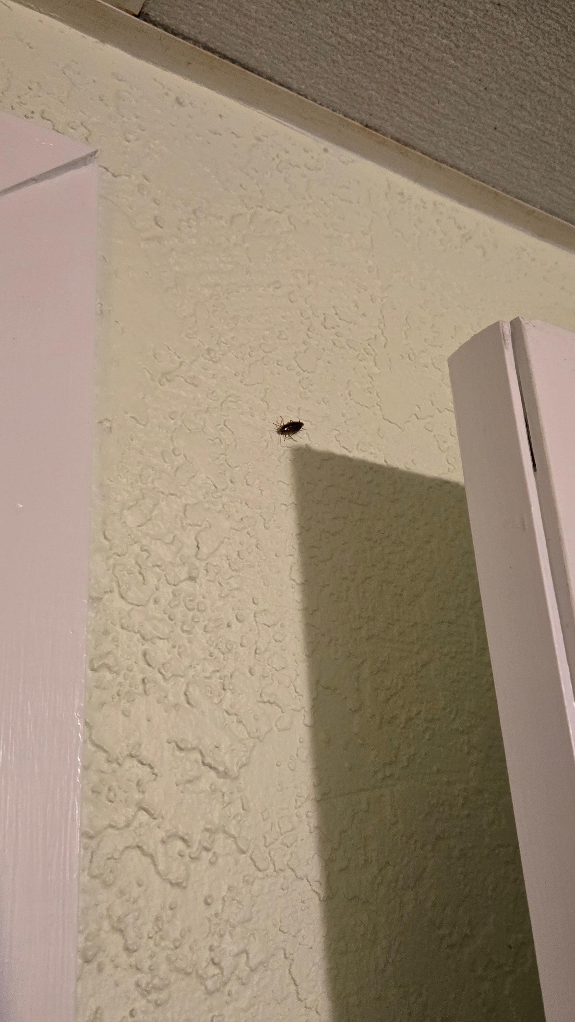 One of the many roaches 
