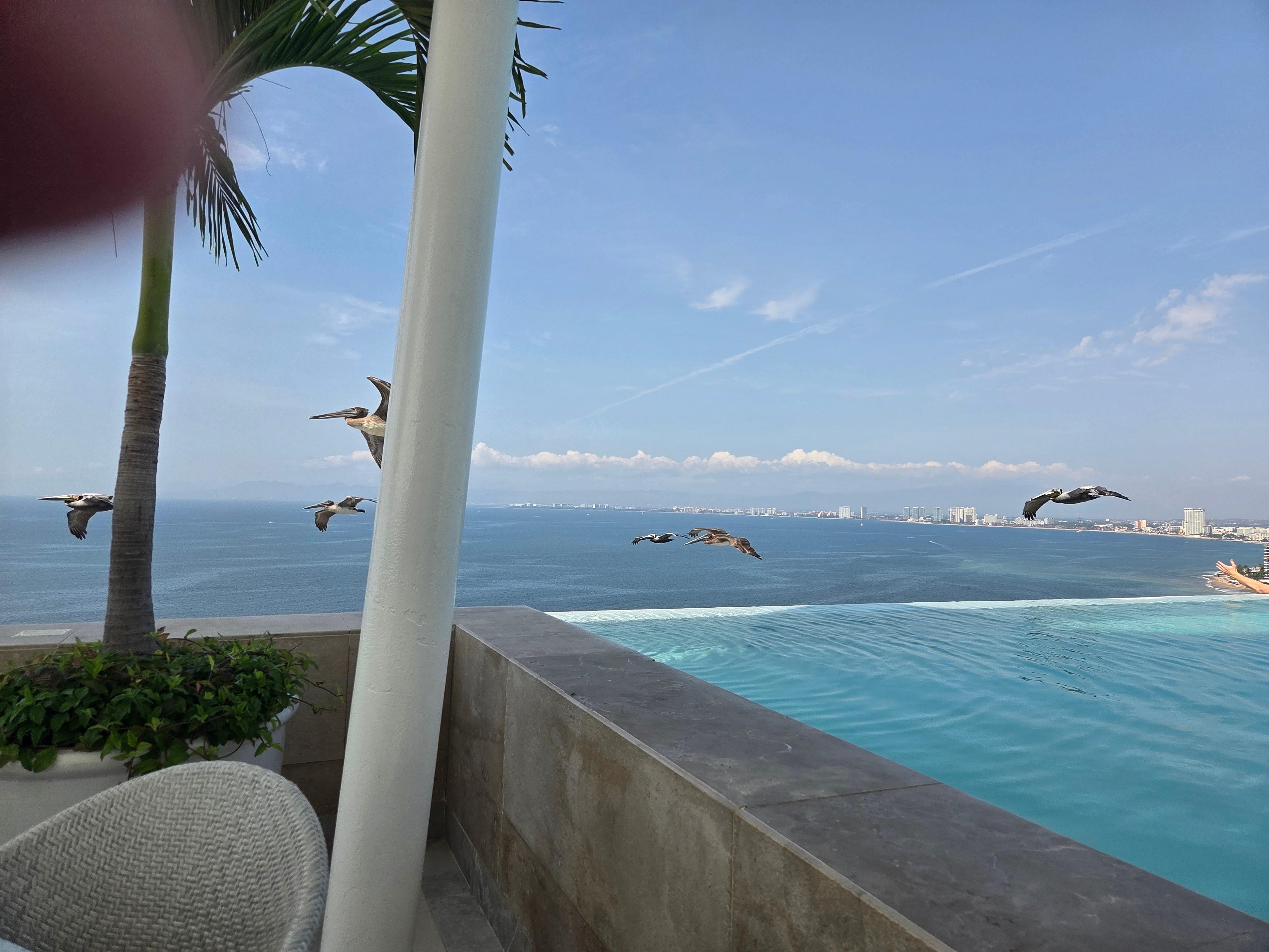 Lots of pelican visits