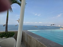 Lots of pelican visits