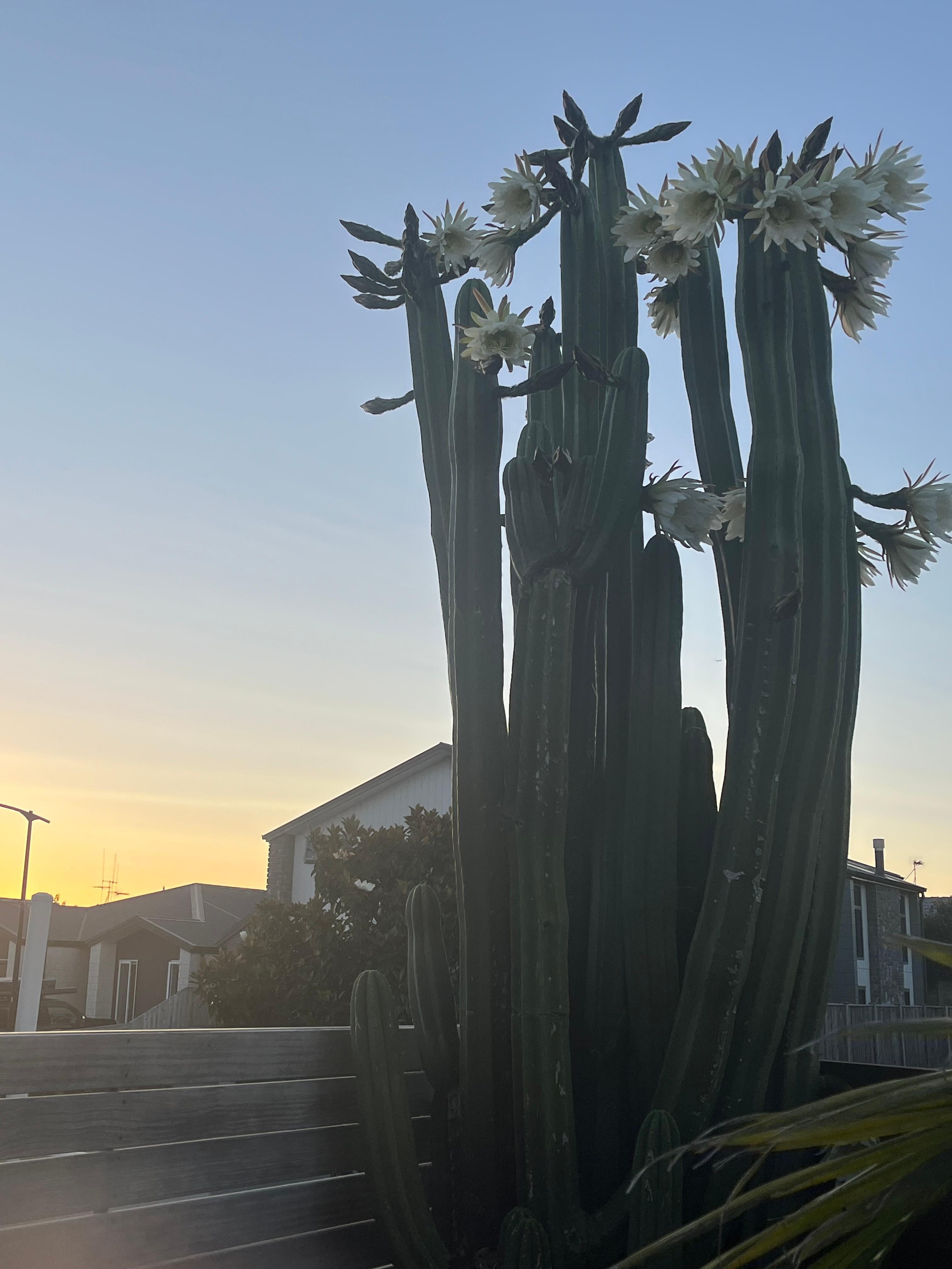  Ritual cactus had bloomed during our stay