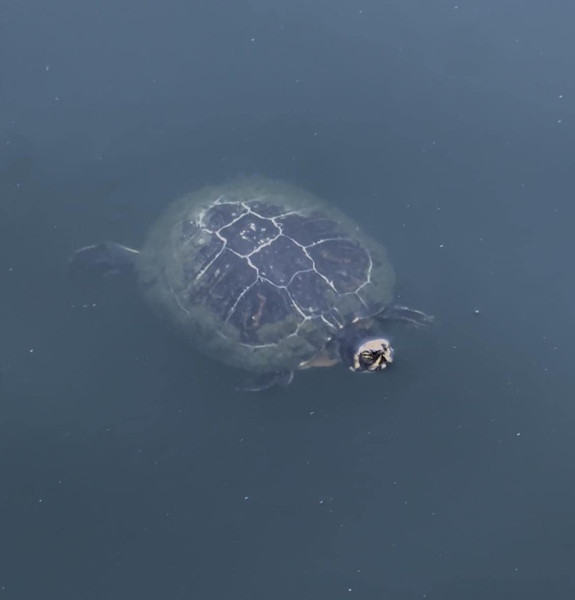 Turtle in the bay premises. 