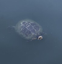 Turtle in the bay premises.