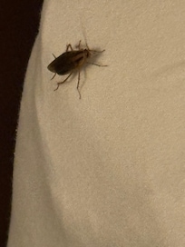 Roach on bed