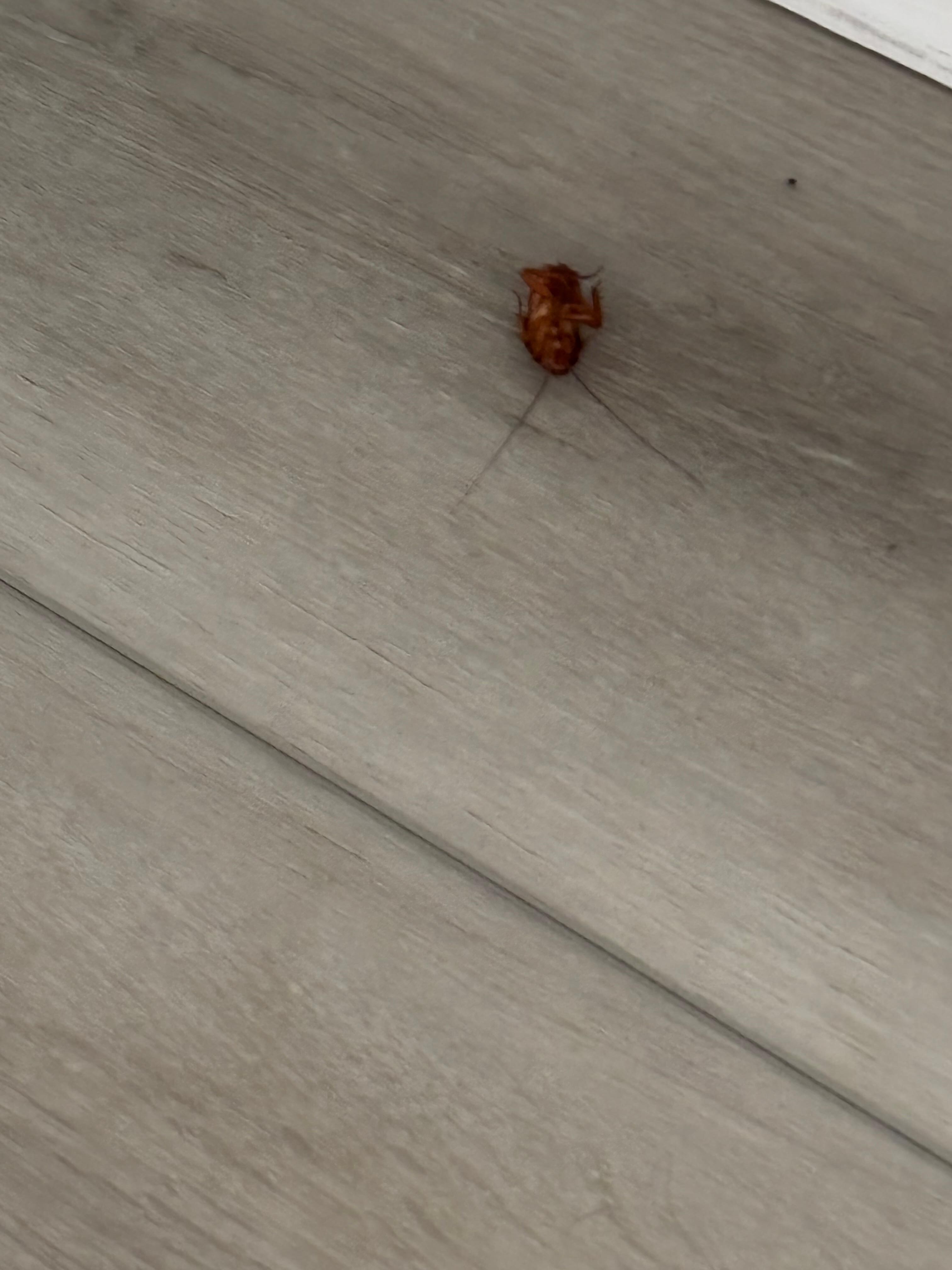 Day 3 
Dead cockroach under kitchen table
