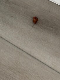 Day 3
Dead cockroach under kitchen table