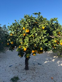 A very nice garden with fruit trees - for us very exotic