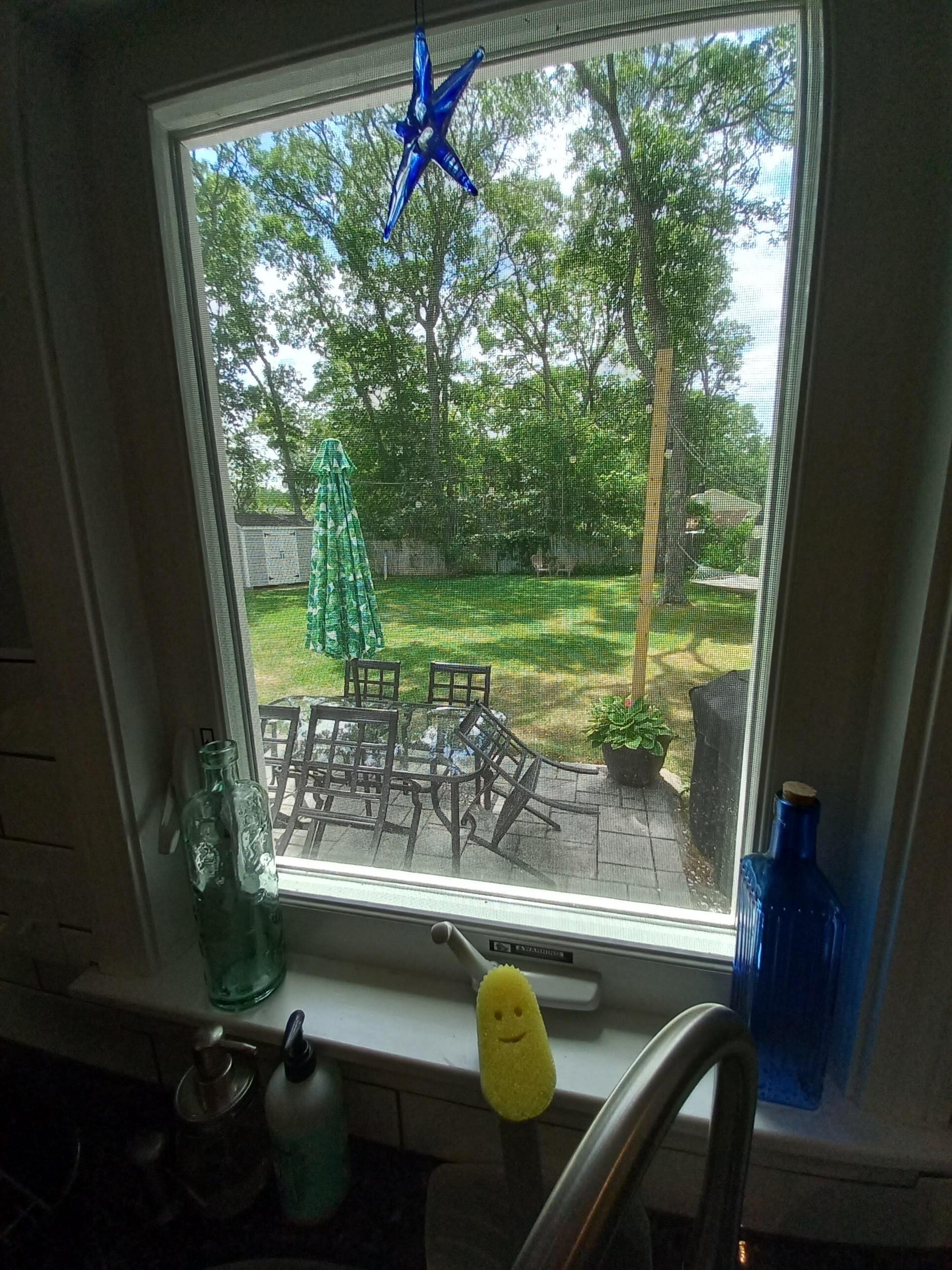 Back yard from kitchen window