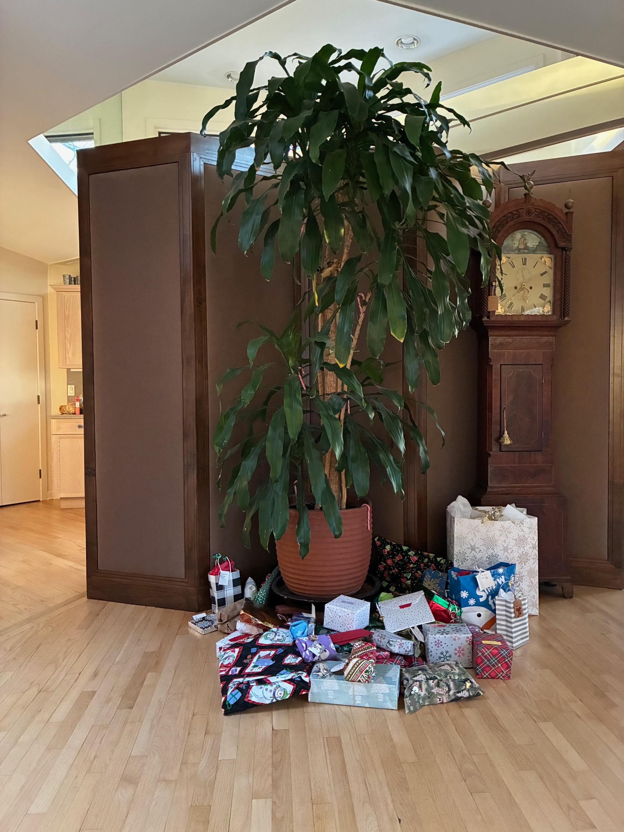 Christmas morning.  We're not sure how Santa got in, but he did and found the tree thoughtfully provided by the owner...
