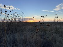 Sunrise from the backyard!