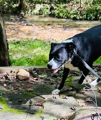 Samwise loved swimming in the creek the most but was very happy to sniff around the entire property.