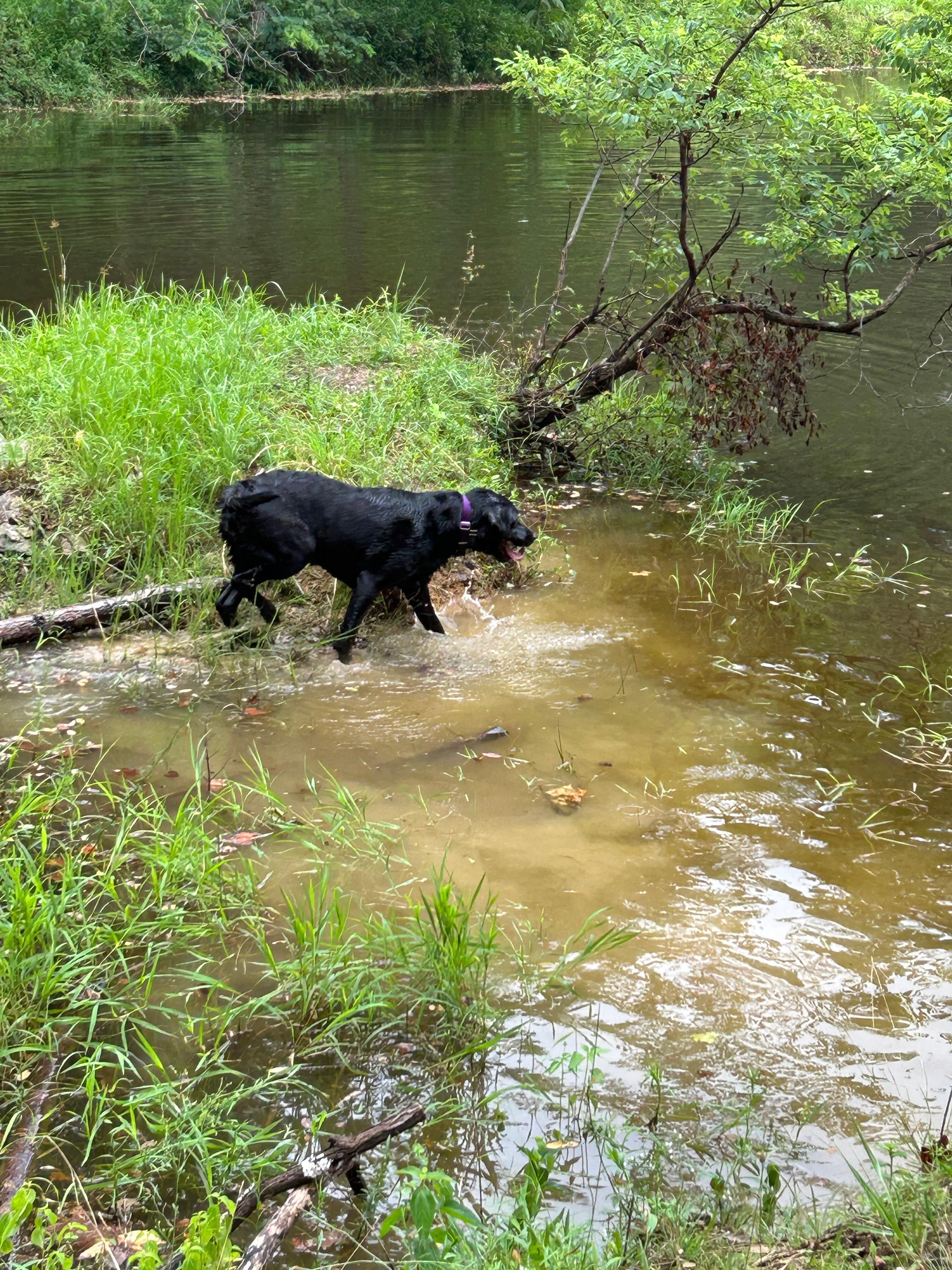 Water dog