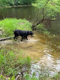 Water dog