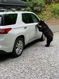 This was in the chalet driveway