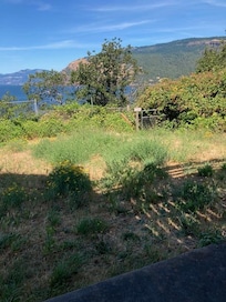 Backyard weeds (before we called to complain)