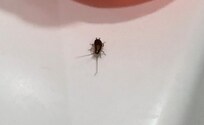 Killed 3 of them and there was a lot more