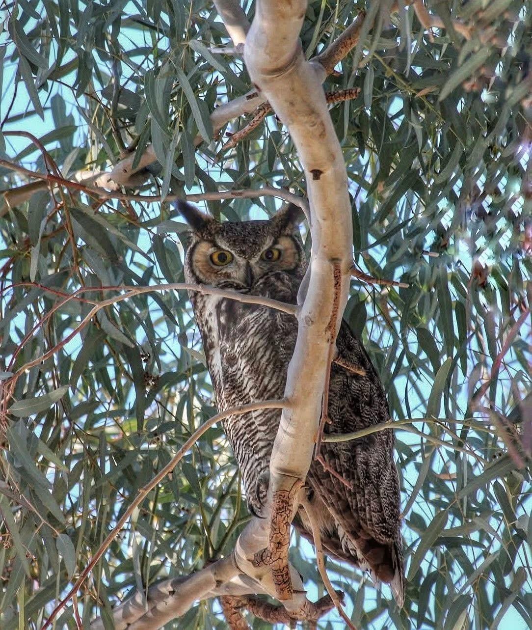 Great Horned Owl in Tamara’s yard 