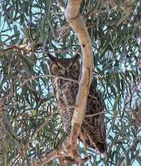 Great Horned Owl in Tamaraâs yard