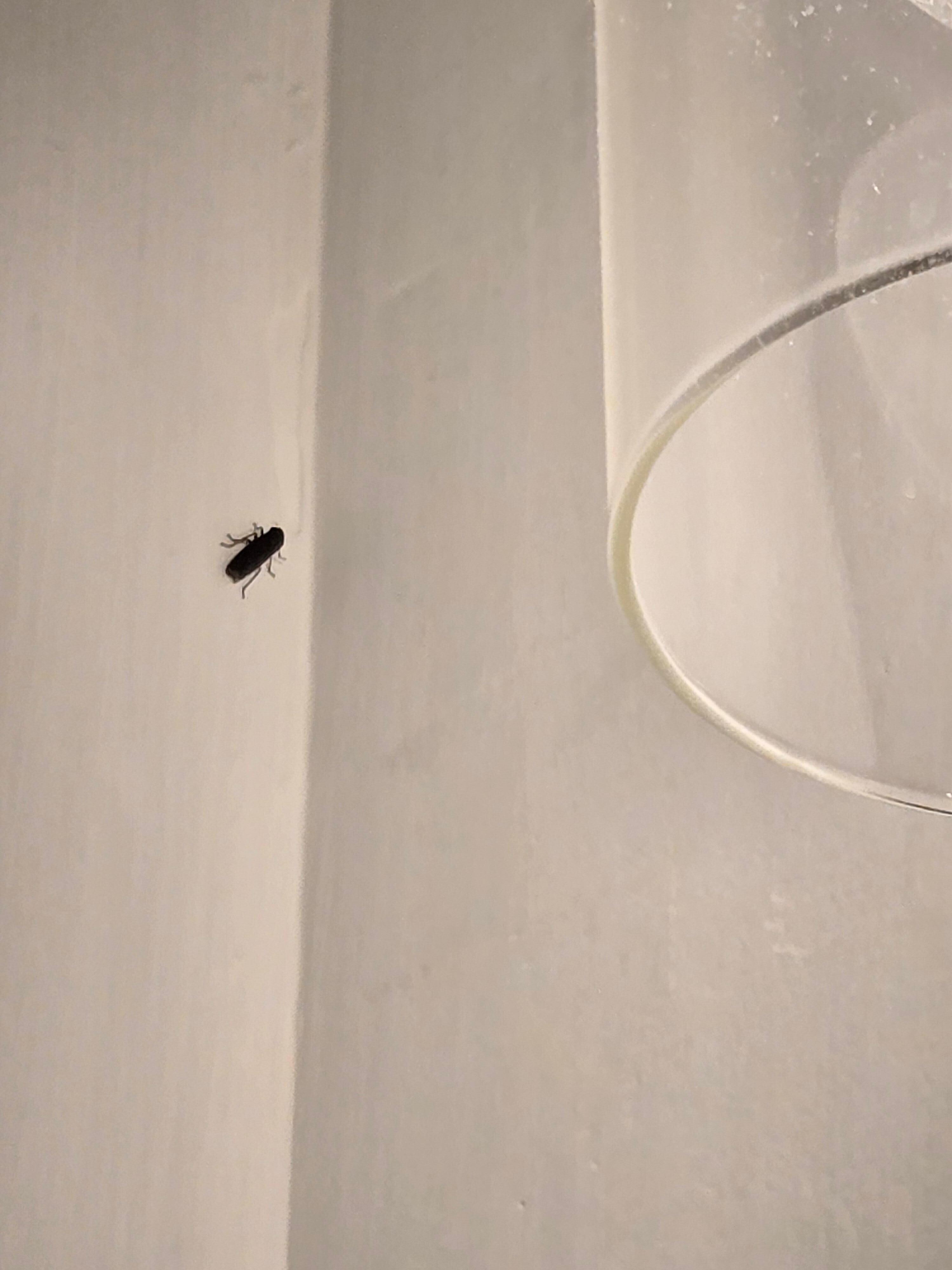 Bug by the light in the bathroom 