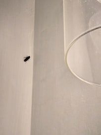 Bug by the light in the bathroom