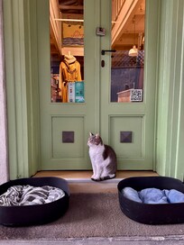 One of many friendly cats