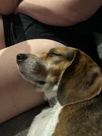 My LuLu went with us on the trip!