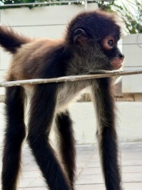 One of many “resort” monkeys