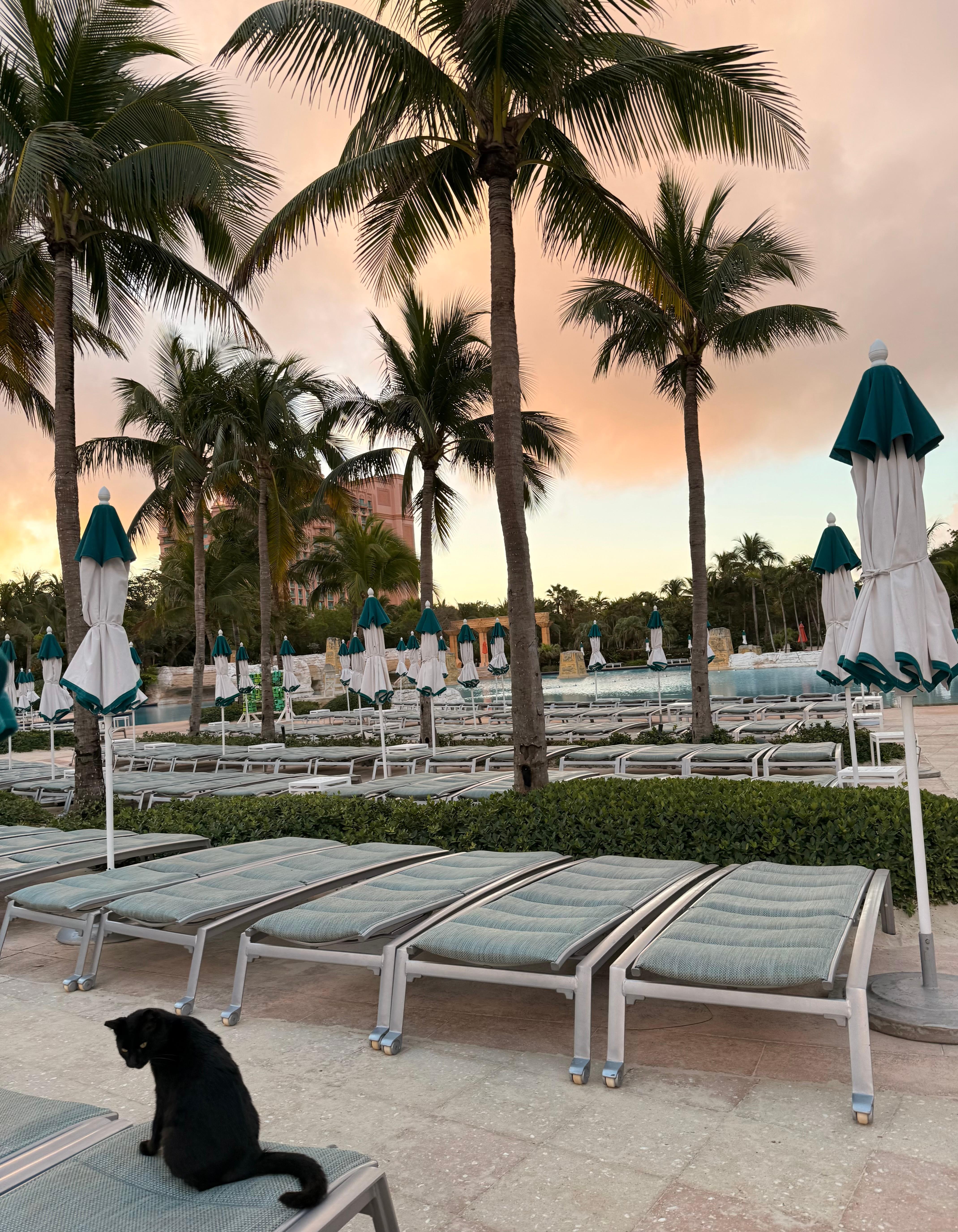 A few cats roaming the property. They were sweet, kept to themselves and didn’t bother anyone. 