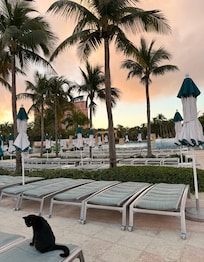 A few cats roaming the property. They were sweet, kept to themselves and didn’t bother anyone.