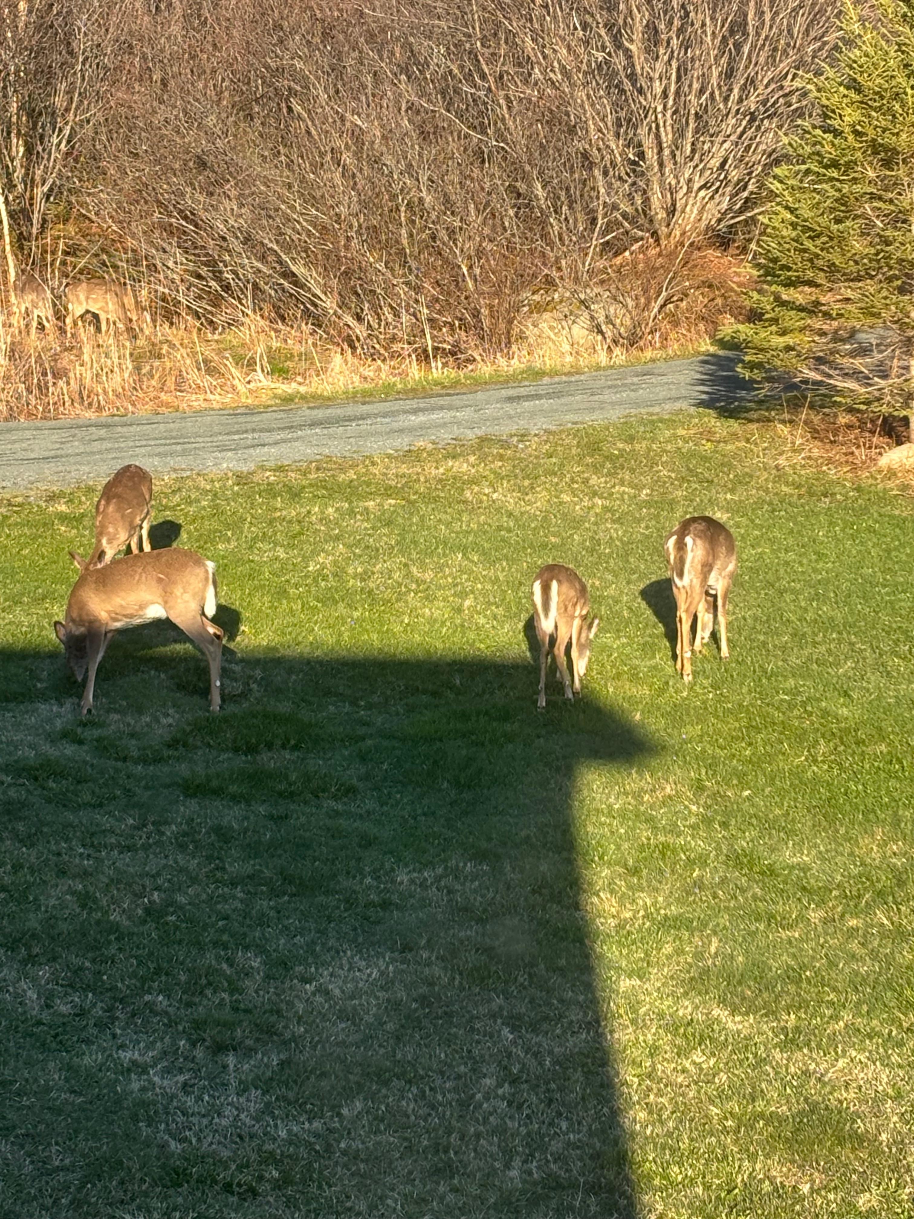 Local wildlife