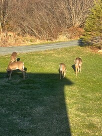 Local wildlife
