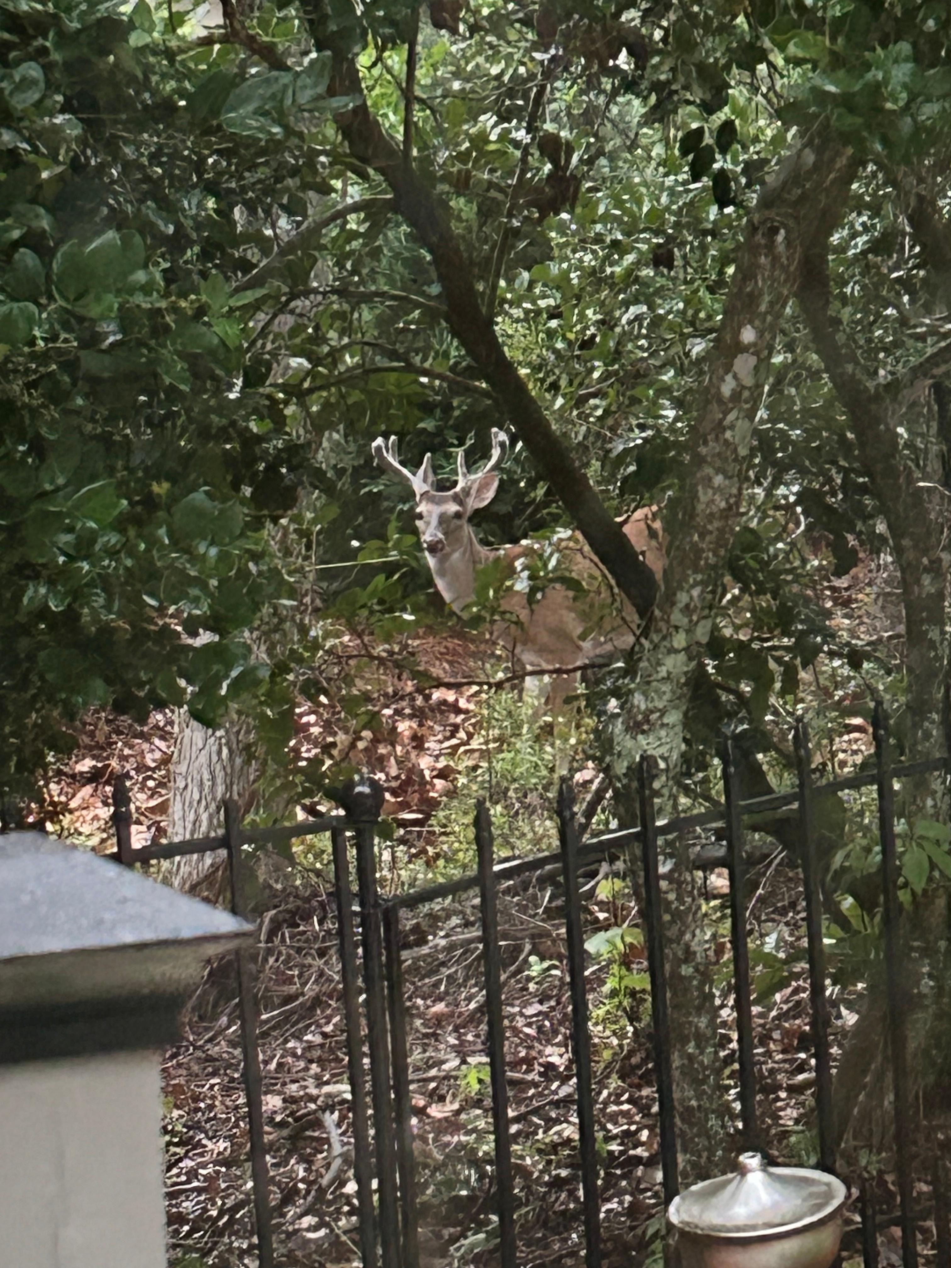Deer spotted every day!