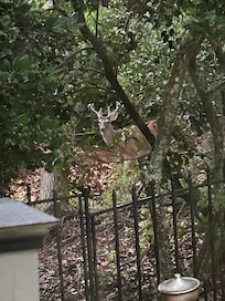 Deer spotted every day!