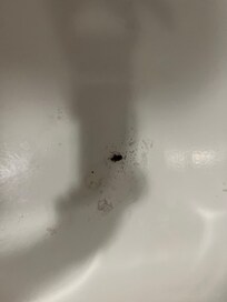 Roaches in the shower