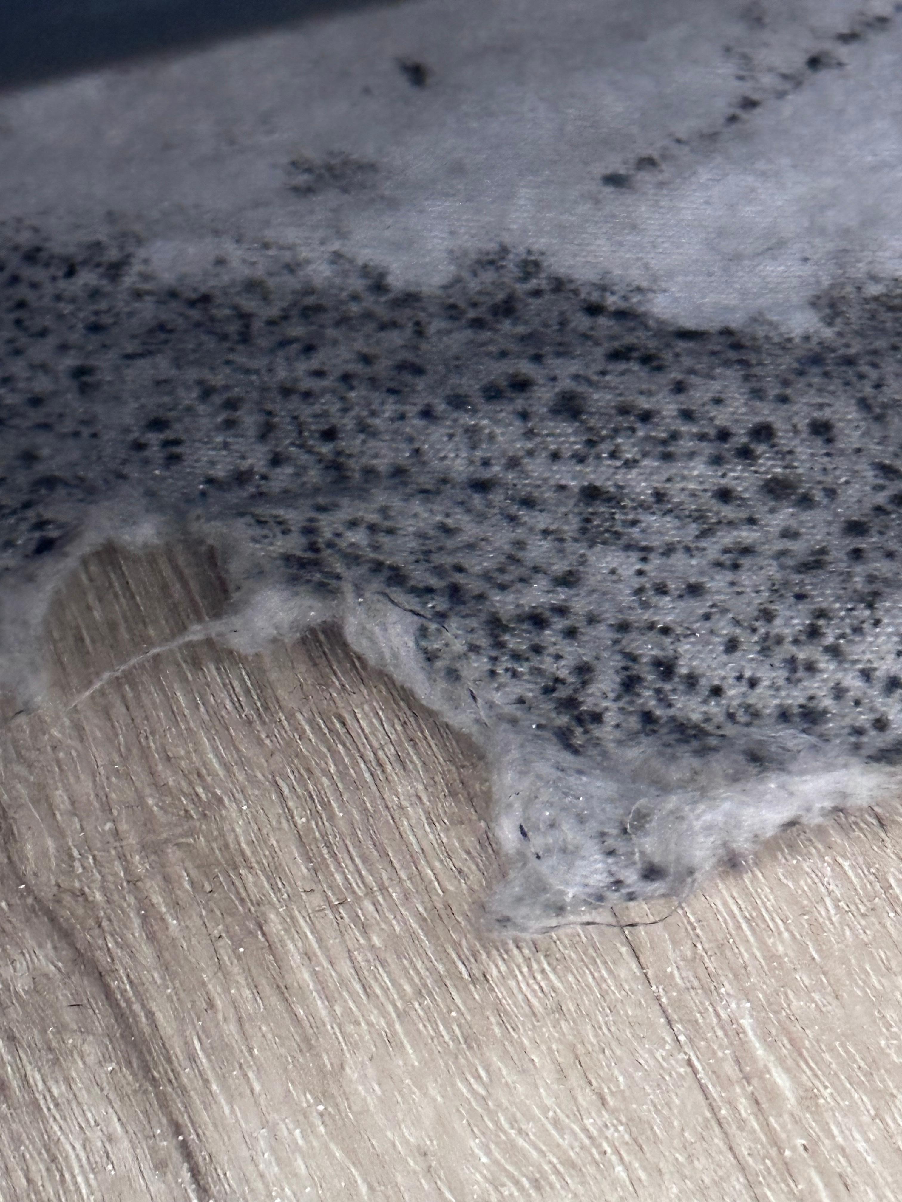 Mold on the cloth under bed