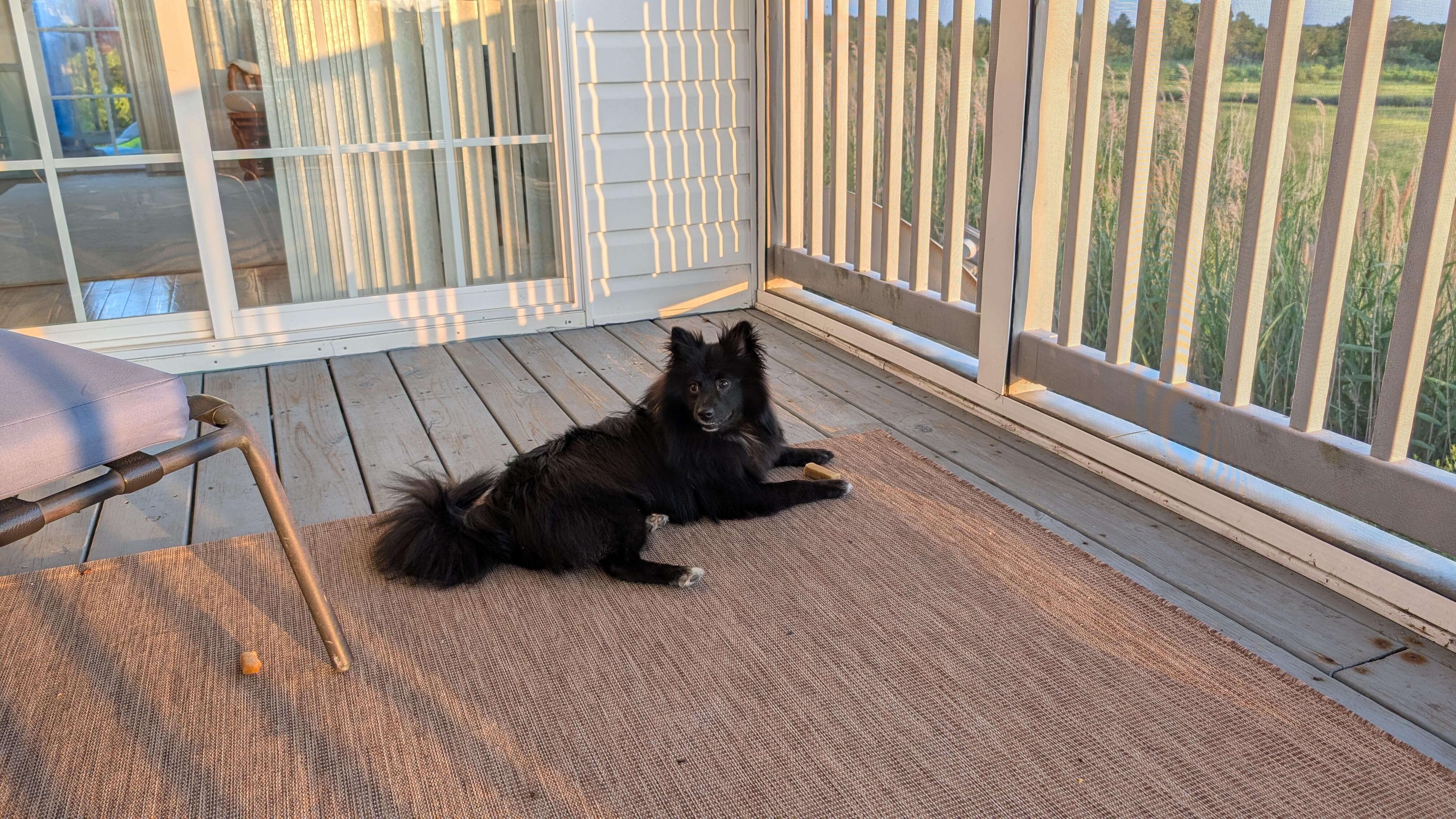 Pom puppy enjoying the screened in porch.